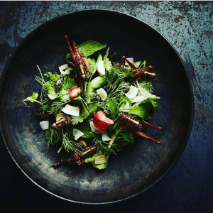 Concept Insects in the backyard